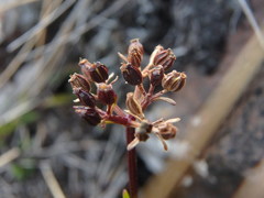 Niphogeton