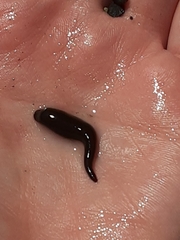 Haemopis