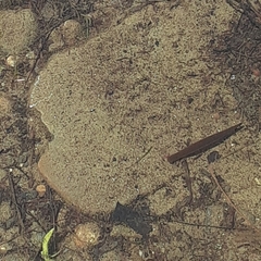 Haemopis