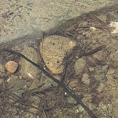 Haemopis