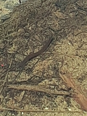 Haemopis
