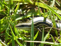 Aspronema dorsivittatum