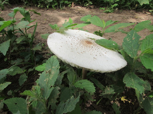 Green-spored Parasol (Chlorophyllum molybdites)