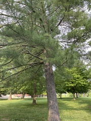 Pinus strobus