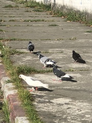 Columba livia domestica