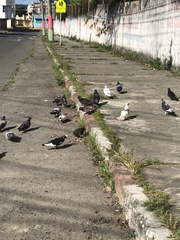 Columba livia domestica