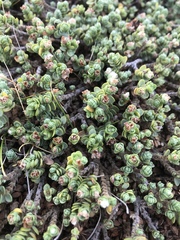 Pimelea carnosa