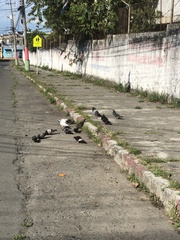 Columba livia domestica