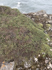Pimelea carnosa