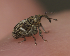 Microplontus campestris