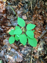 Thalictrum thalictroides