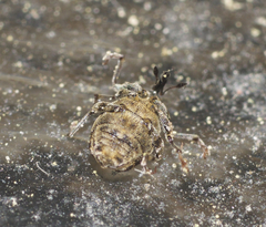 Microplontus campestris