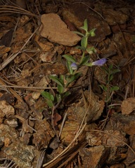 Scutellaria antirrhinoides