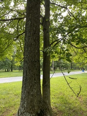 Acer rubrum