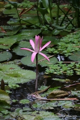 Nymphaea gracilis