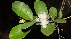 Psidium guineense