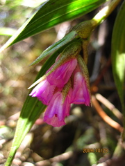 Elleanthus maculatus