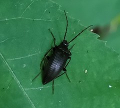 Capnochroa fuliginosa