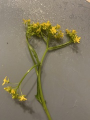 Bunias orientalis