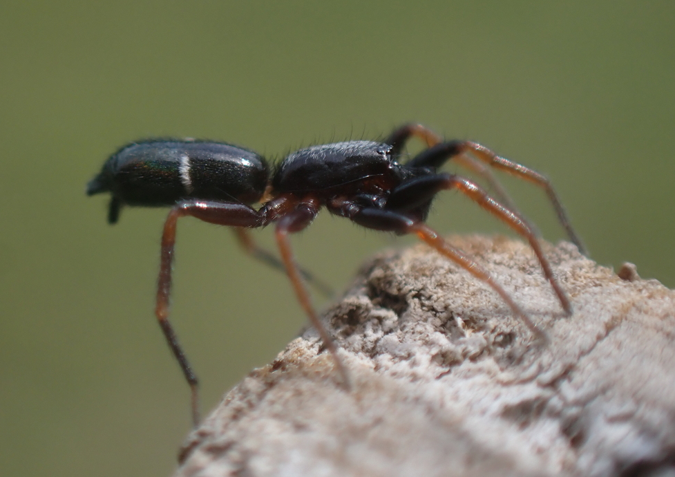 Sergiolus unimaculatus