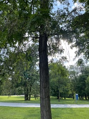 Robinia pseudoacacia