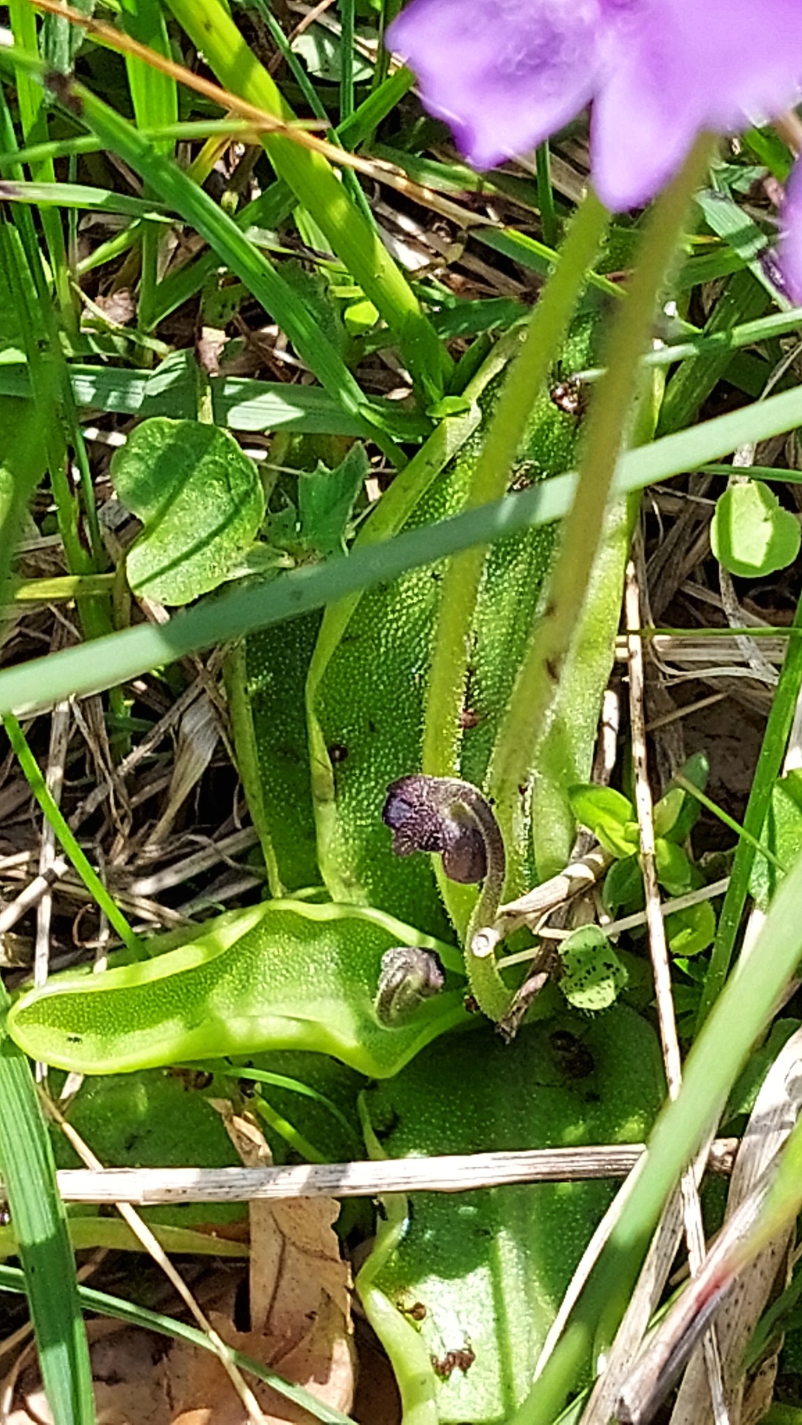Pinguicula apuana Casper & Ansaldi 2