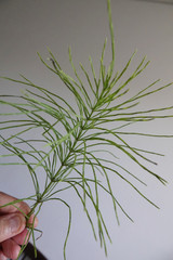 Equisetum