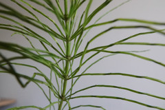 Equisetum