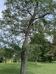 Robinia pseudoacacia