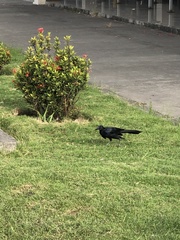Quiscalus mexicanus