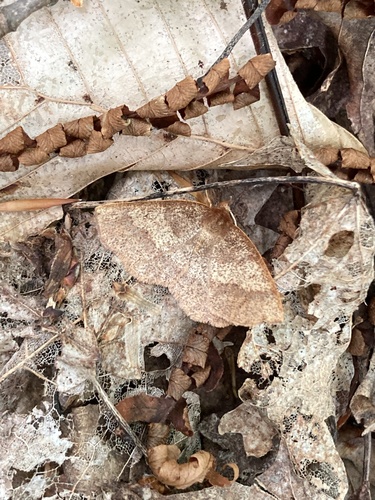 Angled Metarranthis Moth photo 4