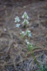 Frasera albicaulis nitida