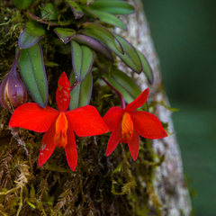 Cattleya coccinea