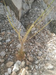 Reseda barrelieri