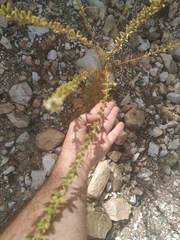 Reseda barrelieri