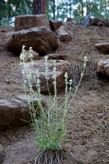 Frasera albicaulis nitida