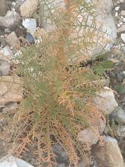 Reseda barrelieri