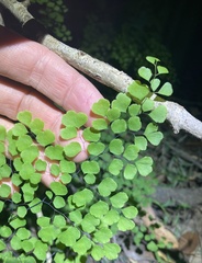 Adiantum atroviride