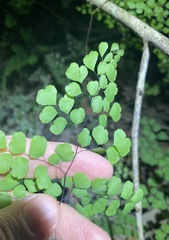 Adiantum atroviride