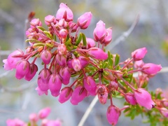 Erica lateralis