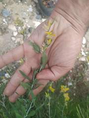 Anthyllis cytisoides