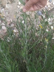 Anthyllis cytisoides