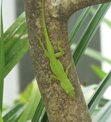 Anolis carolinensis