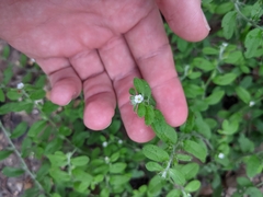 Lithospermum matamorense