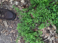 Lithospermum matamorense