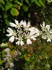 Chlorophorus figuratus