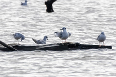 Chroicocephalus philadelphia