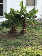 Musa