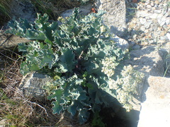 Crambe maritima