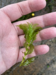 Potamogeton perfoliatus